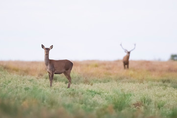Naklejka na ściany i meble Red deer in La Pampa, Argentina, Parque Luro, Nature Reserve
