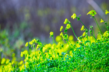 Bright spring flowering of yellow flowers. A typical spring phenomenon on the shores of the Mediterranean Sea. The plant Oxalis is known as the wood sorrels, woodsorrels or wood-sorrel.