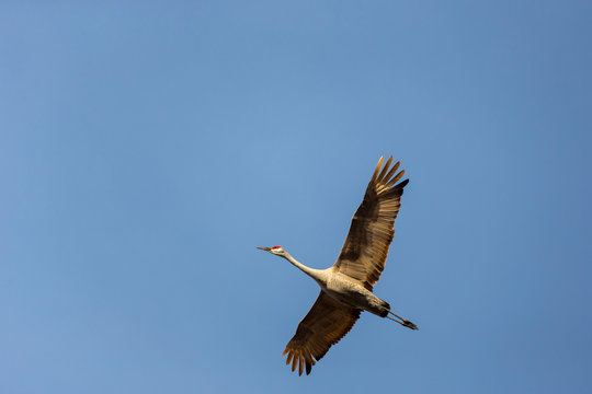 Sandhill crane (Antigone canadensis), Minden, Nebraska, USA