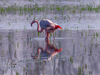 Freilebende Flamingos in Deutschland - Zwillbrocker Venn