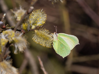 Nahaufnahme eines Zitronenfalters auf den ersten Frühlingsblüten