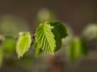 Nahaufnahme eines Buchenblattes  in zartem Frühjahrsgrün vor unscharfem Hintergrund