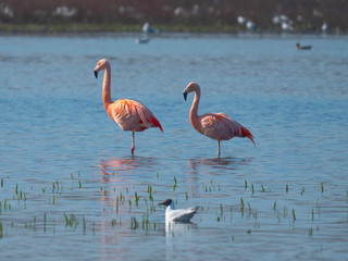 Freilebende Flamingos in Deutschland - Zwillbrocker Venn