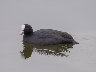 Nahaufnahme eines schwimmenden Blässhuhns
