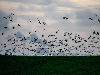 Vogelschwarm im Flug über einem Deich vor Industrieanlage im Abendlicht
