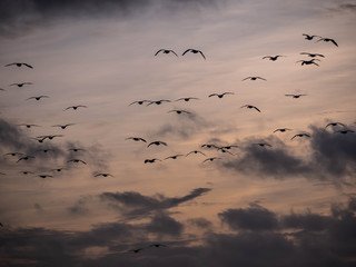 Vogelschwarm im Flug vor Abendhimmel