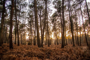 Forest in spring with beautiful bright sun rays