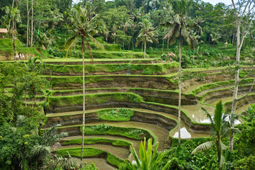 Fototapeta na wymiar Rice plantations in Bali.
