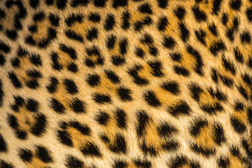Close up of leopards (Panthera pardus) fur