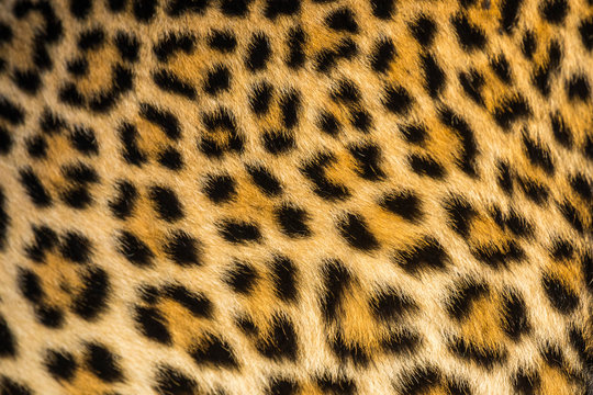 Leopard Pattern Images – Browse 174,828 Stock Photos, Vectors, and