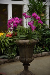 orchids in a pot