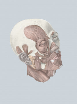 Human head with muscles