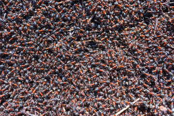 Anthill in the spring forest
