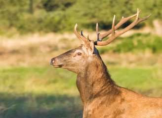 Male Red deer in La Pampa, Argentina, Parque Luro, Nature Reserve