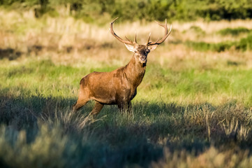 Male Red deer in La Pampa, Argentina, Parque Luro, Nature Reserve