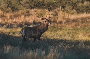 Naklejka na ściany i meble Male Red deer in La Pampa, Argentina, Parque Luro, Nature Reserve