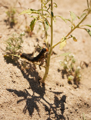 Caterpillar Eating Wildflower in the Desert
