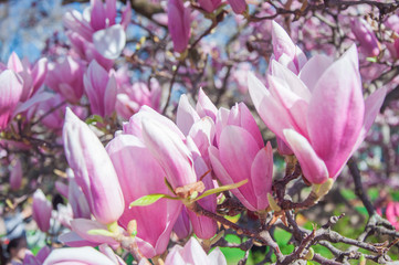 Magnolia flowers on the tree 