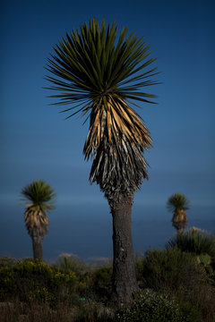 Palm trees in Cerro Quemado hill, Mexico
