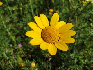 Flor silvestre de color amarillo