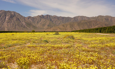 Fototapeta na wymiar Anza Borrego Desert Super Bloom California