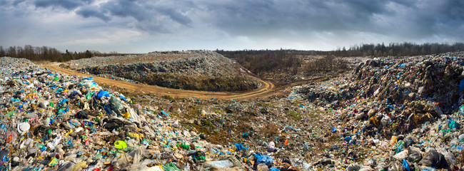 huge shaft of tsunami debris attacks the forest