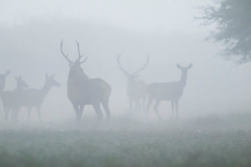 Red deer in the haze, La Pampa, Argentina