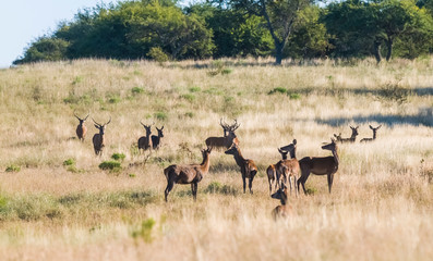 Naklejka na ściany i meble Red deer in La Pampa, Argentina, Parque Luro, Nature Reserve