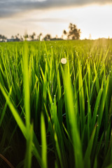 Drops of dew on the grass at sunset light of the sun. 