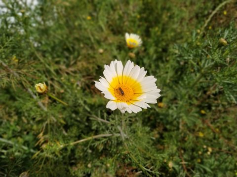 Flor amarilla y blanca de campo.