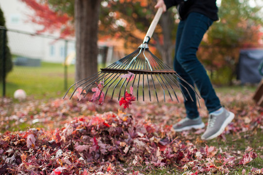Pre teen girl doing chores raking up colorful autumn leaves