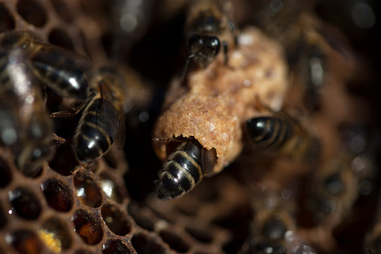 Nurse bees take care of a queen bee egg in a queen cup on a beehive of the apiary of Puremiel beekeepers in Arcos de la Frontera, Cadiz province, Andalusia, Spain