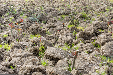 Young seedlings on a plowed field in spring