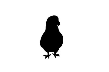 Parrot or polly bird, vector black color silhouette illustration for icon, logo, poster, banner. Abstract Domestic Bird, isolated without background. For zoo, children's zoo, petting farm, pet shop.