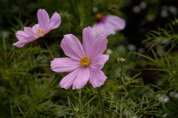 Fototapeta premium pink flowers in the garden