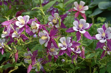 flowers in the garden