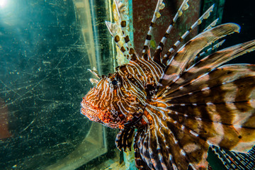 Lion fish in the Red Sea colorful fish, Eilat Israel