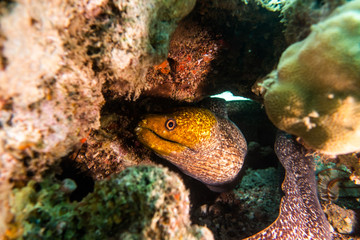 Moray eel Mooray lycodontis undulatus in the Red Sea, eilat israel
