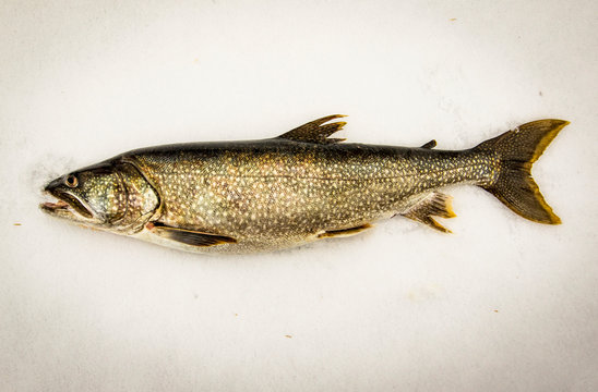 Lake trout against white background