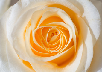macro shot of beautiful apricotcolor rose flower. floral background