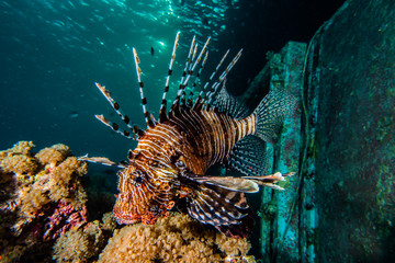 Lion fish in the Red Sea colorful fish, Eilat Israel