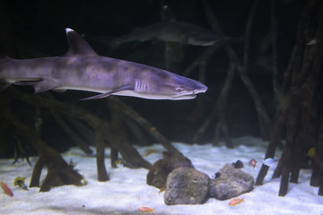 shark in aquarium