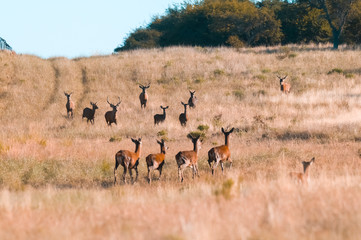Herd of red deer in La Pampa, Argentina, Parque Luro, Nature Reserve