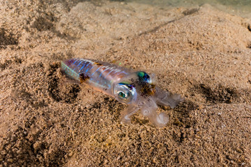 squid in the Red Sea Colorful and beautiful, Eilat Israel