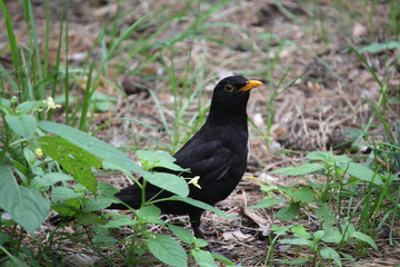 Blackbird on the grass in the park. Bird