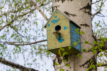 Birdhouse old hanging on the birch. Nature