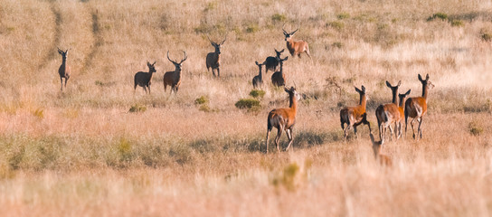 Herd of red deer in La Pampa, Argentina, Parque Luro, Nature Reserve