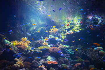 Obraz na płótnie Canvas colorful aquarium background with underwater plants