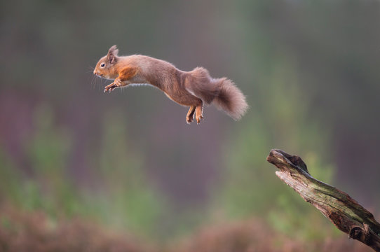 Red squirrel Sciurus vulgaris, leaping in forest, Cairngorms National Park, Scotland, February