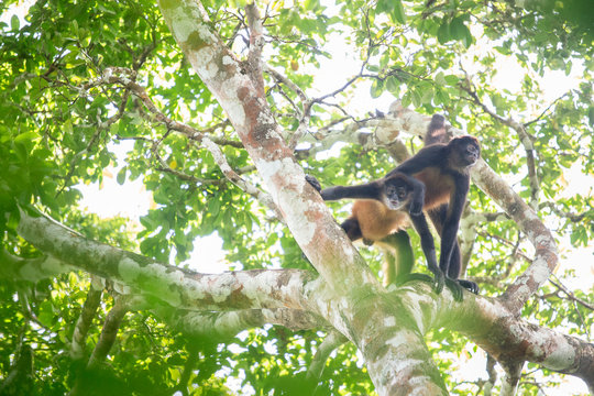 Azuero?spider monkeys?(Ateles?geoffroyi?azuerensis), Azuero?Peninsula, Los?Santos Province, Panama